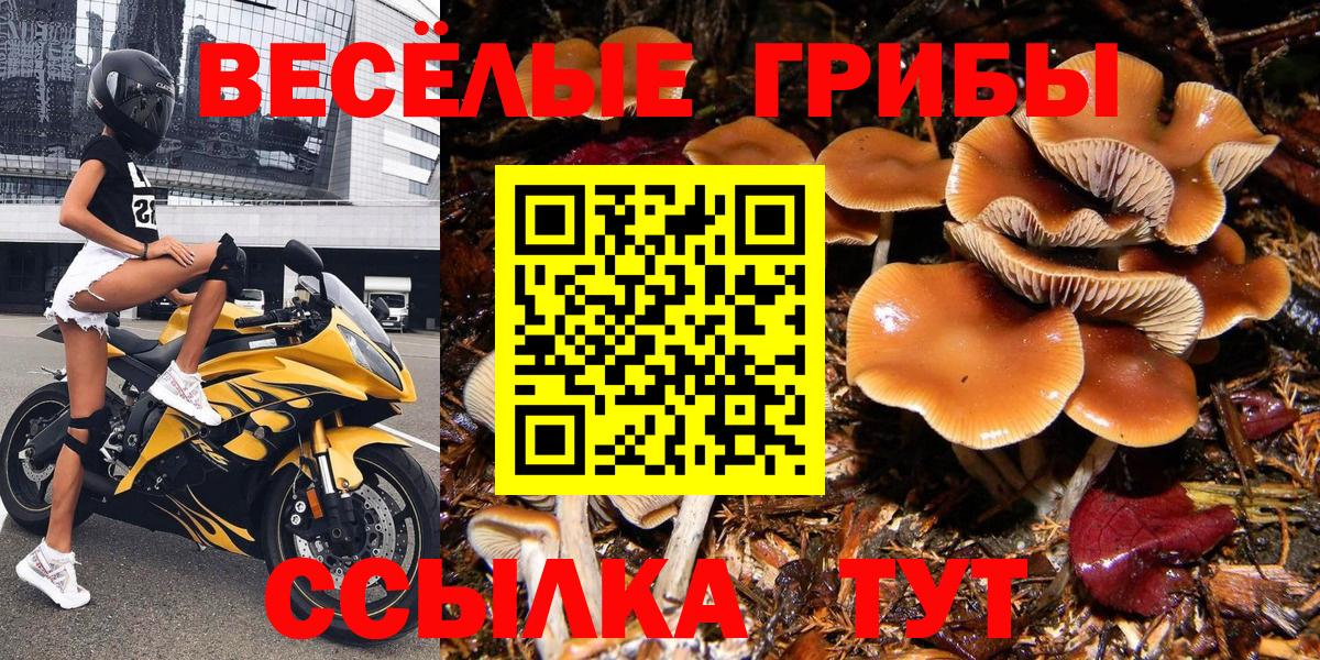 Сердобск  как найти наркотики  Вход с VPN  Галлюциногенные грибы Psilocybine cubensis 